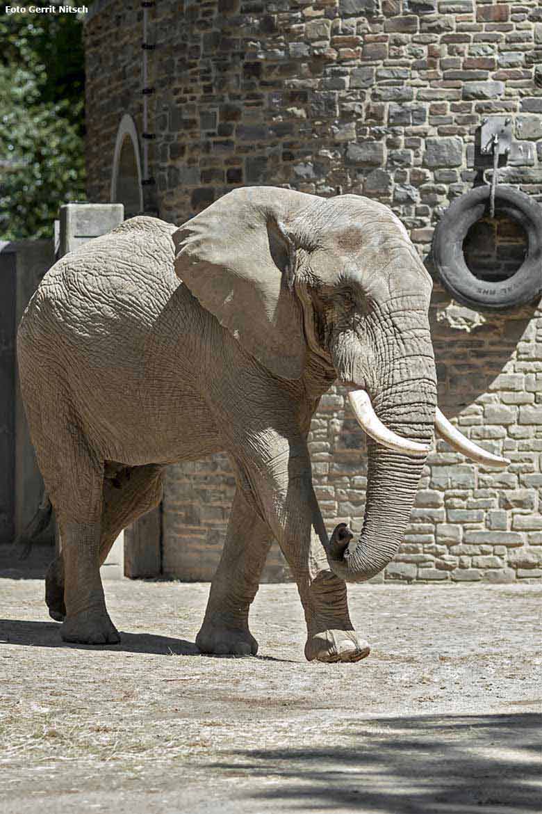 Afrikanischer Elefanten-Bulle TOOTH am 31. Juli 2020 auf der Außenanlage im Wuppertaler Zoo (Foto Gerrit Nitsch)