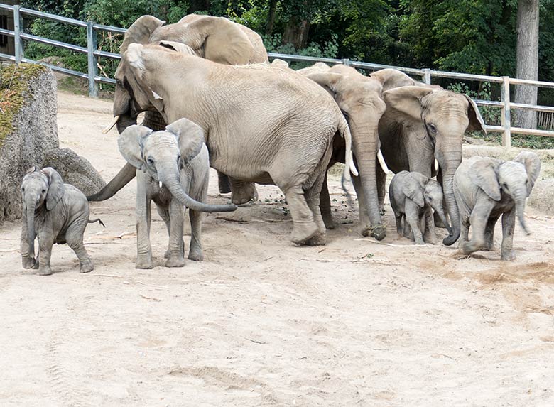 Die vier Elefanten-Jungtiere TSAVO, TUFFI, KIMANA und GUS