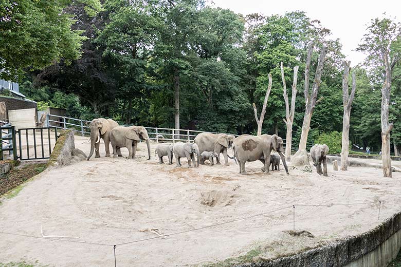 Bulle TOOTH mit der Wuppertaler Elefanten-Herde
