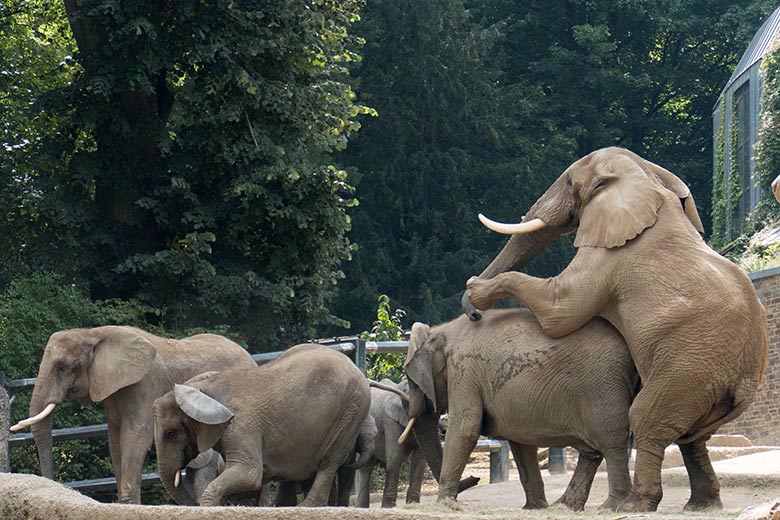 Paarungs-Versuch von Elefanten-Bulle TOOTH mit Leitkuh SABIE. Die Elefanten-Kühe SWENI (mit langen Stoßzähnen) und TIKA (mit Knick-Ohr) interessierte das nicht wirklich