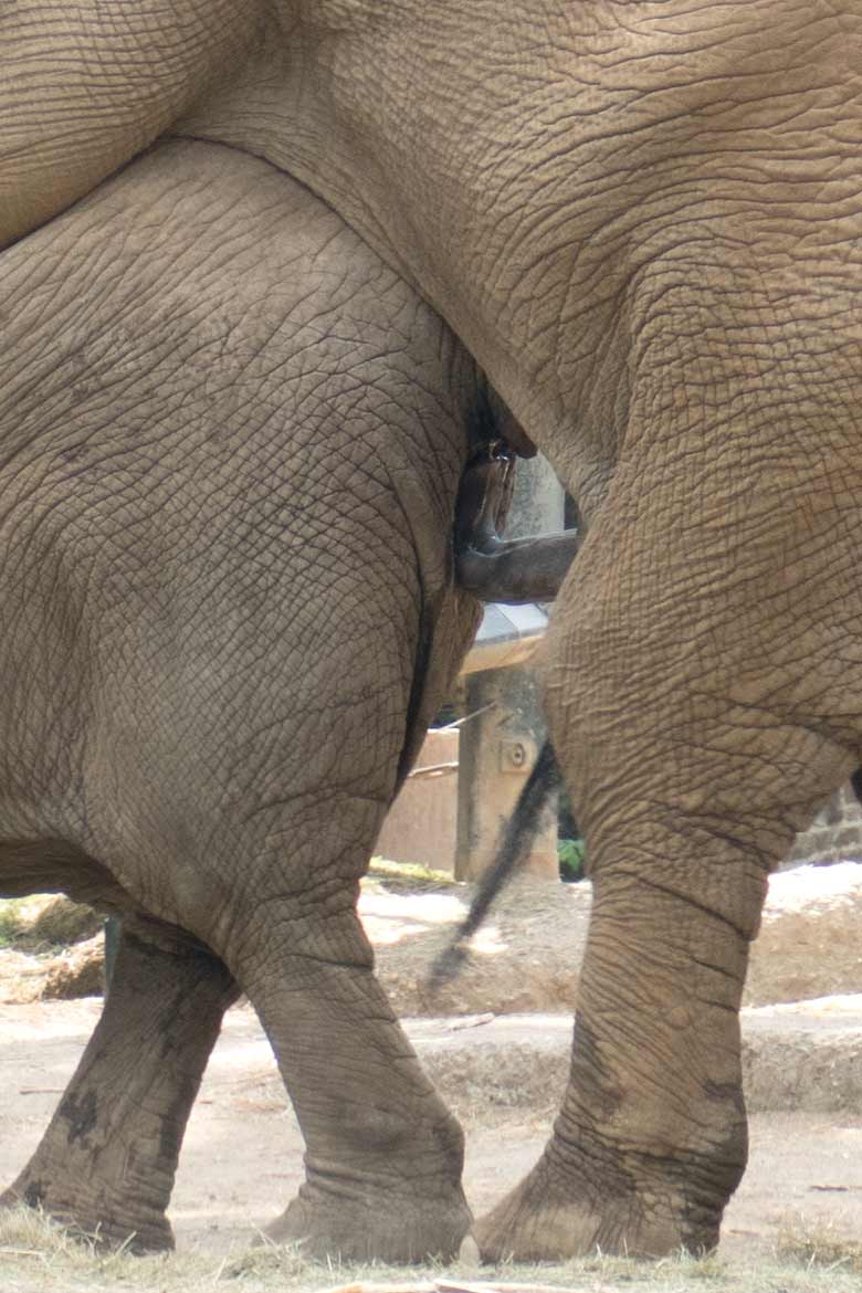 Dicht dran aber nicht drin. Vergeblicher Paarungs-Versuch des Elefanten-Bullen TOOTH mit der Leitkuh SABIE