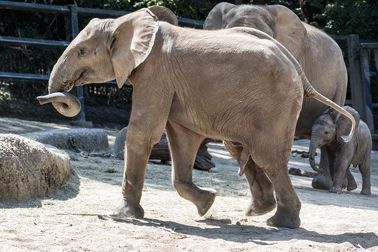 Afrikanischer Elefanten-Bulle JOGI im August 2020 auf der großen Außenanlage am Elefanten-Haus im Grünen Zoo Wuppertal