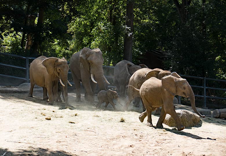 Herde der Afrikanischen Elefanten am 6. August 2020 auf der großen Außenanlage am Elefanten-Haus im Grünen Zoo Wuppertal