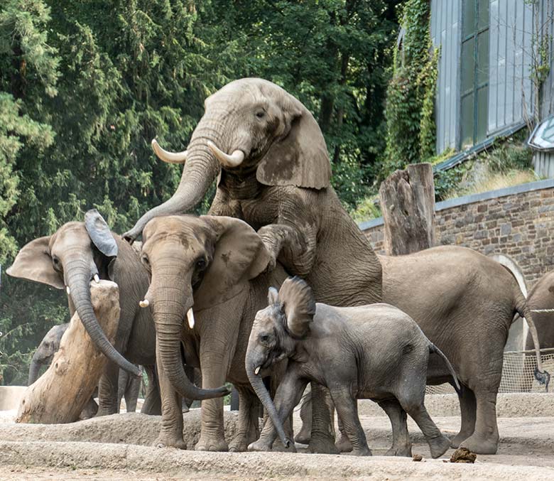 Paarungs-Versuch der Afrikanischen Elefanten SABIE und TOOTH am 11. August 2020 auf der Außenanlage am Elefanten-Haus im Grünen Zoo Wuppertal