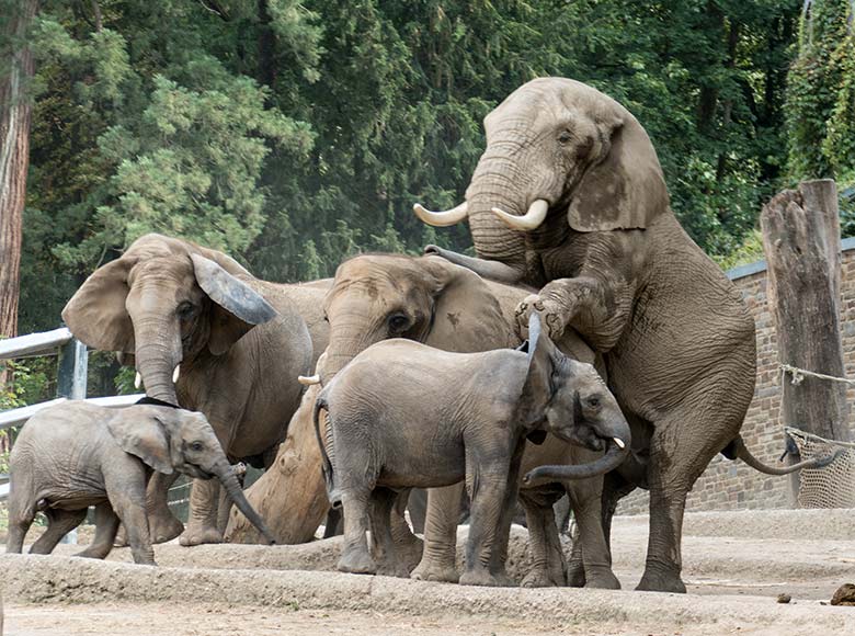 Paarungs-Versuch der Afrikanischen Elefanten SABIE und TOOTH am 11. August 2020 auf der Außenanlage am Elefanten-Haus im Zoologischen Garten Wuppertal