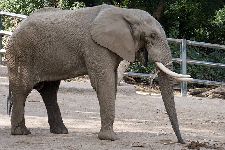 Afrikanischer Elefanten-Bulle TOOTH am 13. August 2020 auf der großen Außenanlage am Elefanten-Haus im Grünen Zoo Wuppertal
