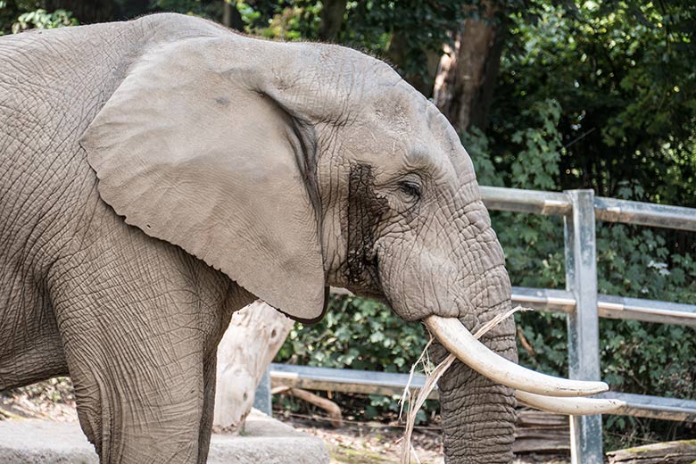 Afrikanischer Elefanten-Bulle TOOTH am 13. August 2020 auf der großen Außenanlage am Elefanten-Haus im Zoologischen Garten Wuppertal