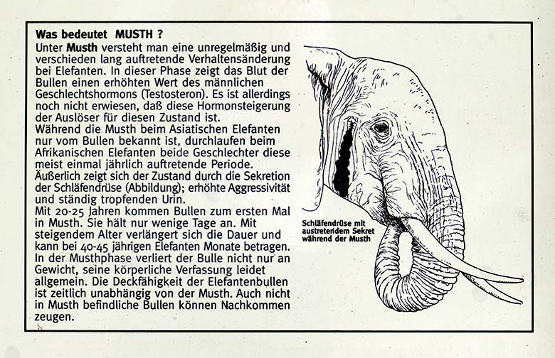 Information zur Musth am 13. August 2020 auf einem Schild an der Bullen-Außenanlage am Elefanten-Haus im Wuppertaler Zoo