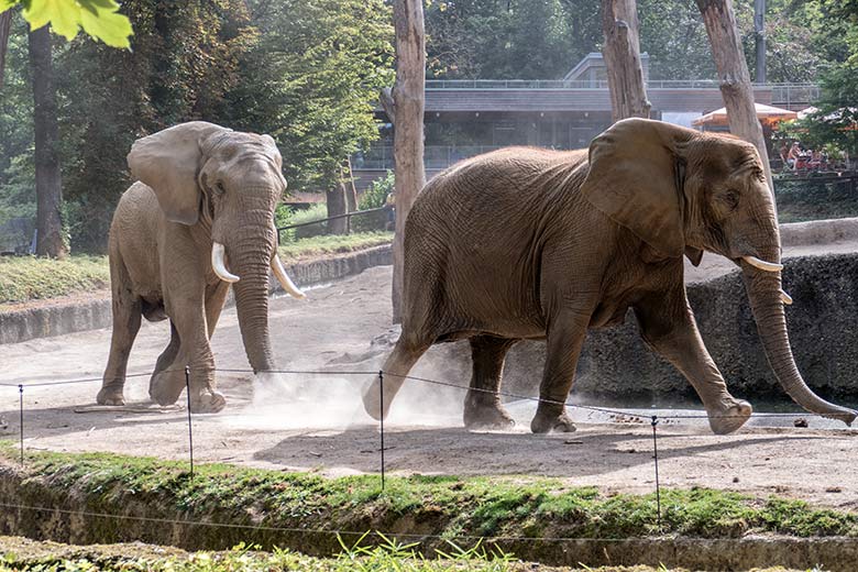 Vorspiel der Paarung der Afrikanischen Elefanten TOOTH und SABIE am 13. August 2020 auf der Außenanlage am Elefanten-Haus im Grünen Zoo Wuppertal