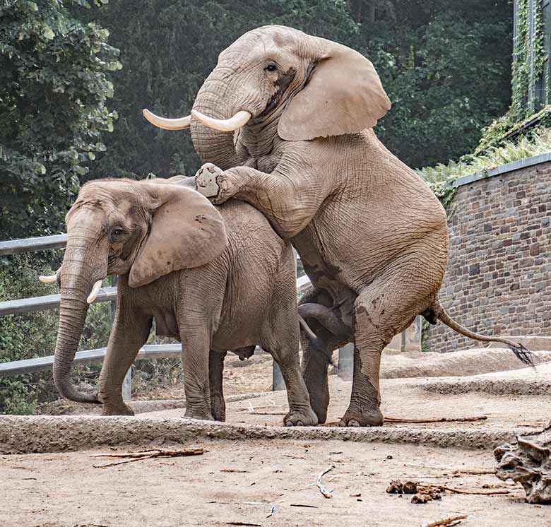 Paarungs-Versuch der Afrikanischen Elefanten SABIE und TOOTH am 13. August 2020 auf der Außenanlage am Elefanten-Haus im Wuppertaler Zoo
