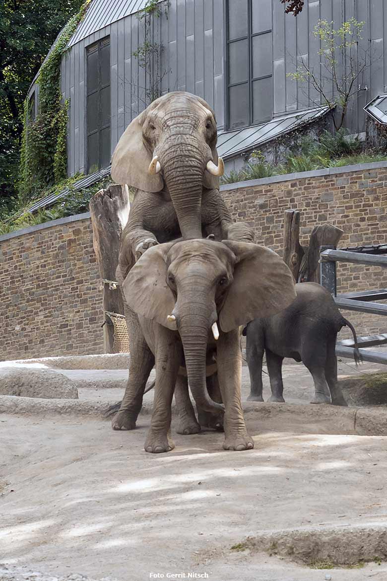 Paarungs-Versuch der Afrikanischen Elefanten TOOTH und SABIE am 14. August 2020 auf der Außenanlage am Elefanten-Haus im Zoologischen Garten der Stadt Wuppertal (Foto Gerrit Nitsch)