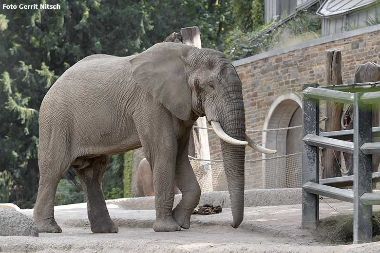 Afrikanischer Elefanten-Bulle TOOTH am 14. August 2020 auf der Außenanlage am Elefanten-Haus im Zoo Wuppertal (Foto Gerrit Nitsch)