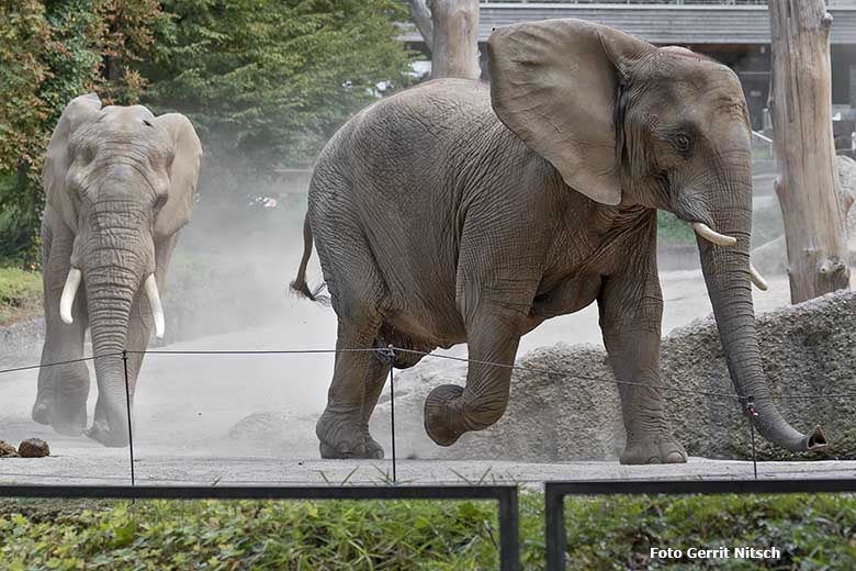 Vorspiel der Paarung der Afrikanischen Elefanten TOOTH und SABIE am 14. August 2020 auf der Außenanlage am Elefanten-Haus im Wuppertaler Zoo (Foto Gerrit Nitsch)