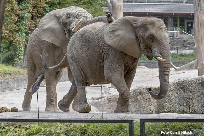 Vorspiel der Paarung der Afrikanischen Elefanten TOOTH und SABIE am 14. August 2020 auf der Außenanlage am Elefanten-Haus im Grünen Zoo Wuppertal (Foto Gerrit Nitsch)