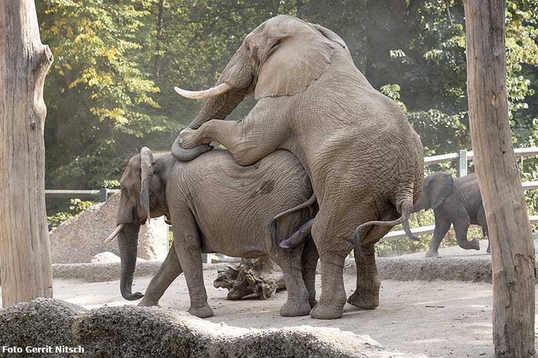 Absolut erfolgloser Paarung-Versuch der Afrikanischen Elefanten TOOTH und SABIE am 14. August 2020 auf der Außenanlage am Elefanten-Haus im Grünen Zoo Wuppertal (Foto Gerrit Nitsch)