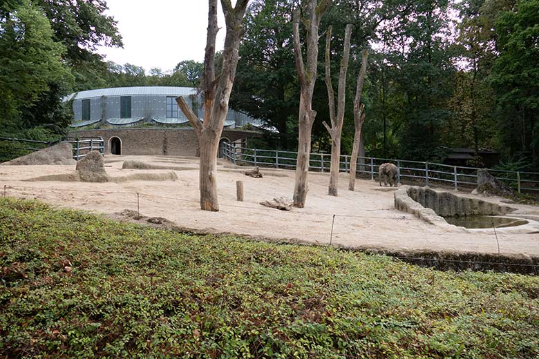 Afrikanischer Elefanten-Jungbulle JOGI am 1. September 2020 allein auf der Außenanlage am Elefanten-Haus im Grünen Zoo Wuppertal