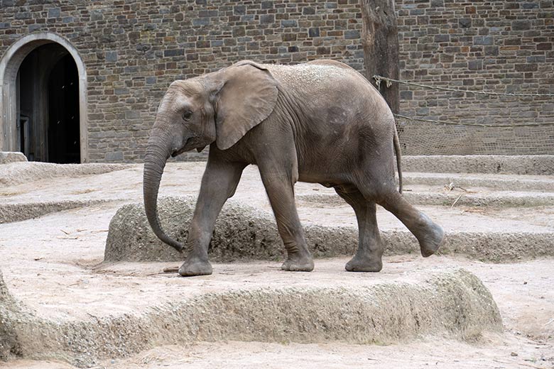 Afrikanischer Elefanten-Jungbulle JOGI am 1. September 2020 allein auf der Außenanlage am Elefanten-Haus im Zoologischen Garten Wuppertal