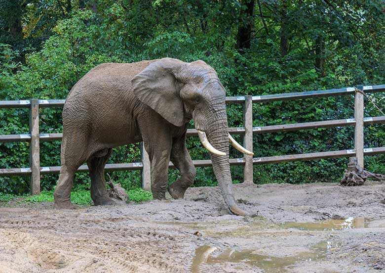 Afrikanischer Elefanten-Bulle TOOTH am 4. September 2020 auf der Bullen-Außenanlage am Elefanten-Haus im Zoologischen Garten Wuppertal