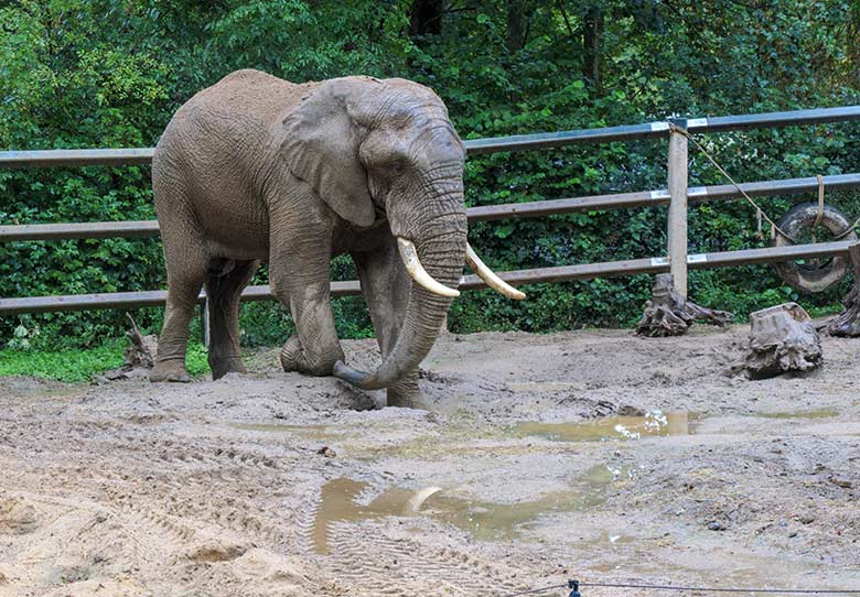 Afrikanischer Elefanten-Bulle TOOTH am 4. September 2020 auf der Bullen-Außenanlage am Elefanten-Haus im Grünen Zoo Wuppertal