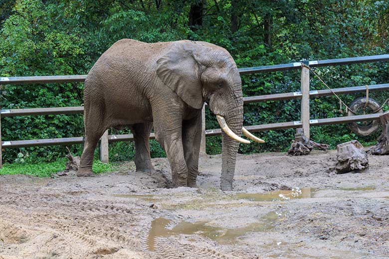 Afrikanischer Elefanten-Bulle TOOTH am 4. September 2020 auf der Bullen-Außenanlage am Elefanten-Haus im Zoo Wuppertal
