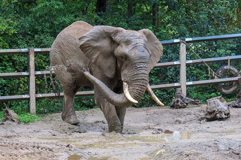 Afrikanischer Elefanten-Bulle TOOTH am 4. September 2020 auf der Bullen-Außenanlage am Elefanten-Haus im Wuppertaler Zoo