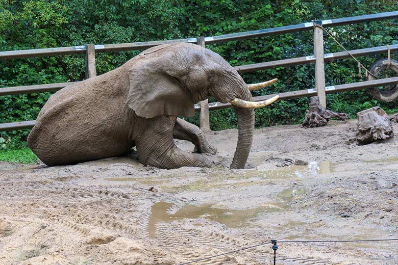 Afrikanischer Elefanten-Bulle TOOTH am 4. September 2020 auf der Bullen-Außenanlage am Elefanten-Haus im Zoologischen Garten der Stadt Wuppertal