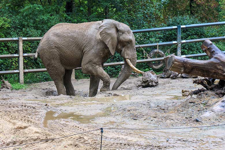 Afrikanischer Elefanten-Bulle TOOTH am 4. September 2020 auf der Bullen-Außenanlage am Elefanten-Haus im Zoo Wuppertal
