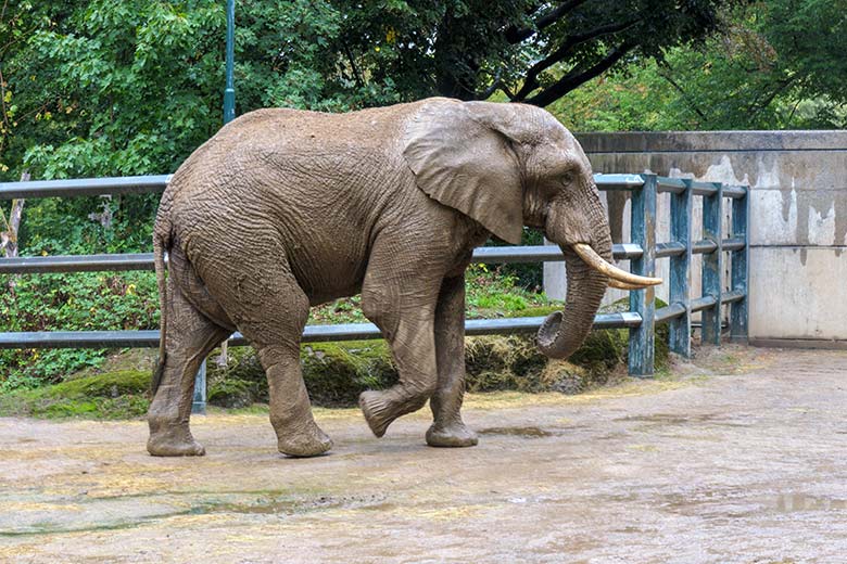 Afrikanischer Elefanten-Bulle TOOTH am 4. September 2020 auf der Bullen-Außenanlage am Elefanten-Haus im Zoologischen Garten Wuppertal