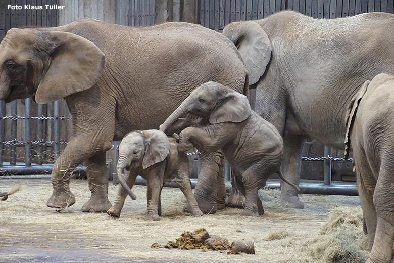 Spielende Afrikanische Elefanten-Jungtiere am 9. September 2020 im Elefanten-Haus im Zoo Wuppertal (Foto Klaus Tüller)