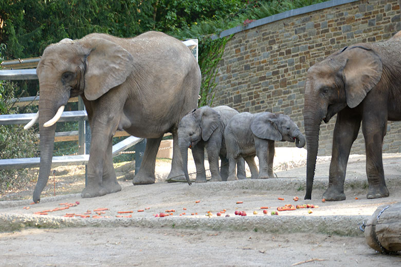 Ausgestreute Möhren und Äpfel für die Afrikanischen Elefanten am 23. September 2020 im Grünen Zoo Wuppertal