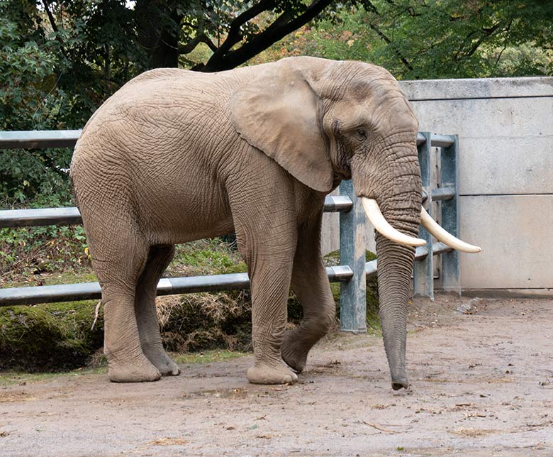 Afrikanischer Elefanten-Bulle TOOTH am 25. September 2020 auf der Bullen-Außenanlage am Elefanten-Haus im Grünen Zoo Wuppertal