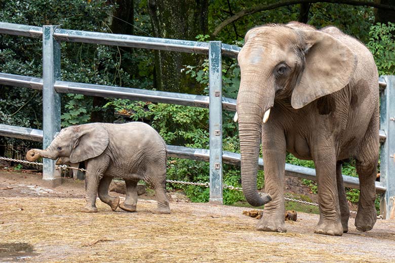 Afrikanisches Elefanten-Jungtier KIMANA mit seiner Elefanten-Mutter TIKA am 27. September 2020 auf der Außenanlage am Elefanten-Haus im Grünen Zoo Wuppertal