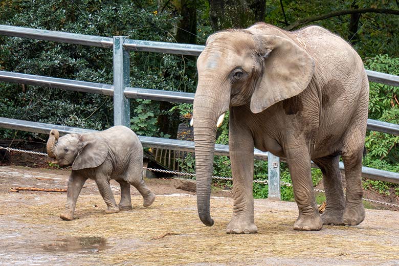 Afrikanisches Elefanten-Jungtier KIMANA mit seiner Elefanten-Mutter TIKA am 27. September 2020 auf der Außenanlage am Elefanten-Haus im Zoologischen Garten Wuppertal