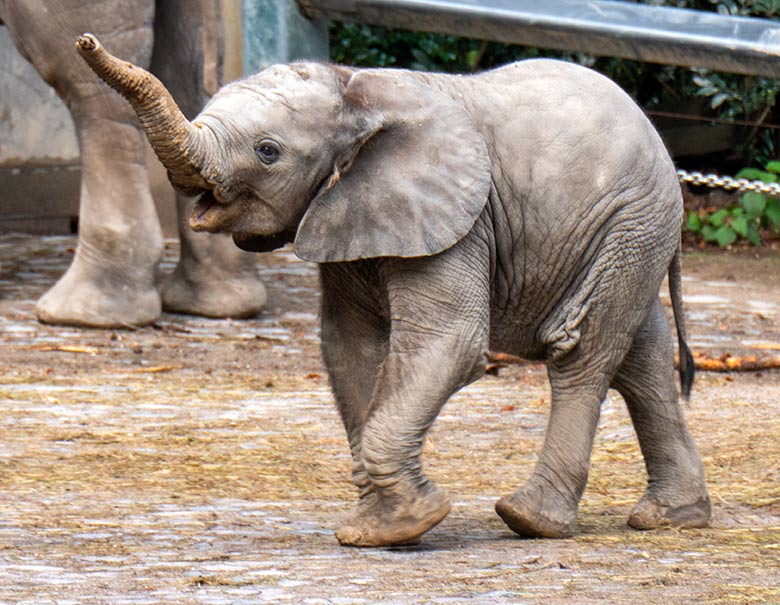 Afrikanisches Elefanten-Jungtier KIMANA am 27. September 2020 auf der Außenanlage am Elefanten-Haus im Wuppertaler Zoo