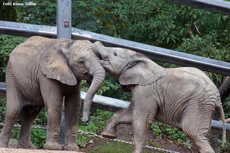 Spielende Afrikanische Elefanten-Jungtiere am 4. Oktober 2020 auf der Außenanlage im Grünen Zoo Wuppertal (Foto Klaus Tüller)
