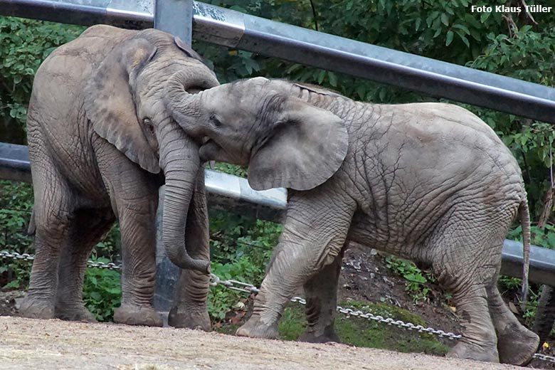Spielende Afrikanische Elefanten-Jungtiere am 4. Oktober 2020 auf der Außenanlage im Zoologischen Garten Wuppertal (Foto Klaus Tüller)