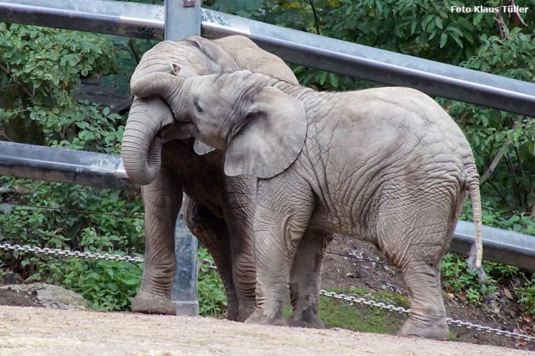 Spielende Afrikanische Elefanten-Jungtiere am 4. Oktober 2020 auf der Außenanlage im Wuppertaler Zoo (Foto Klaus Tüller)