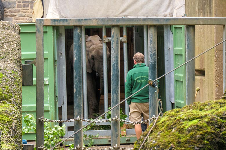 Afrikanischer Elefanten Jungbulle JOGI am 9. Oktober 2020 im Transport-Container auf der Bullen-Außenanlage am Elefanten-Haus im Wuppertaler Zoo