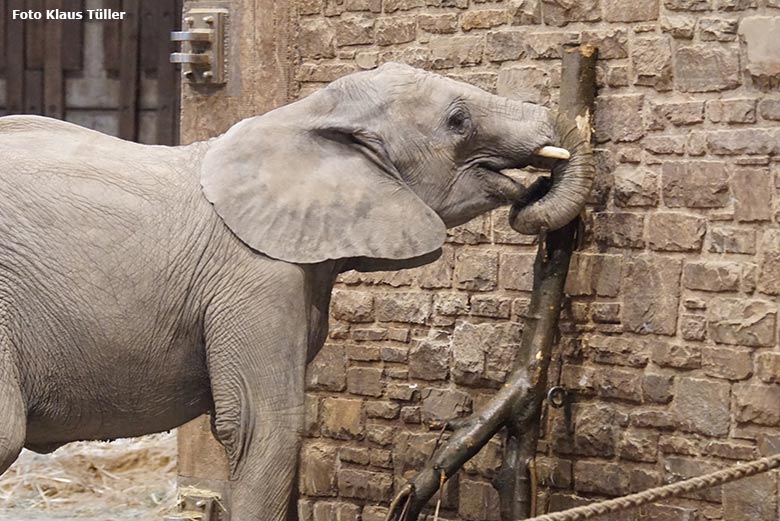 Weiblicher Afrikanischer Elefant am 9. Oktober 2020 im Elefanten-Haus im Wuppertaler Zoo (Foto Klaus Tüller)