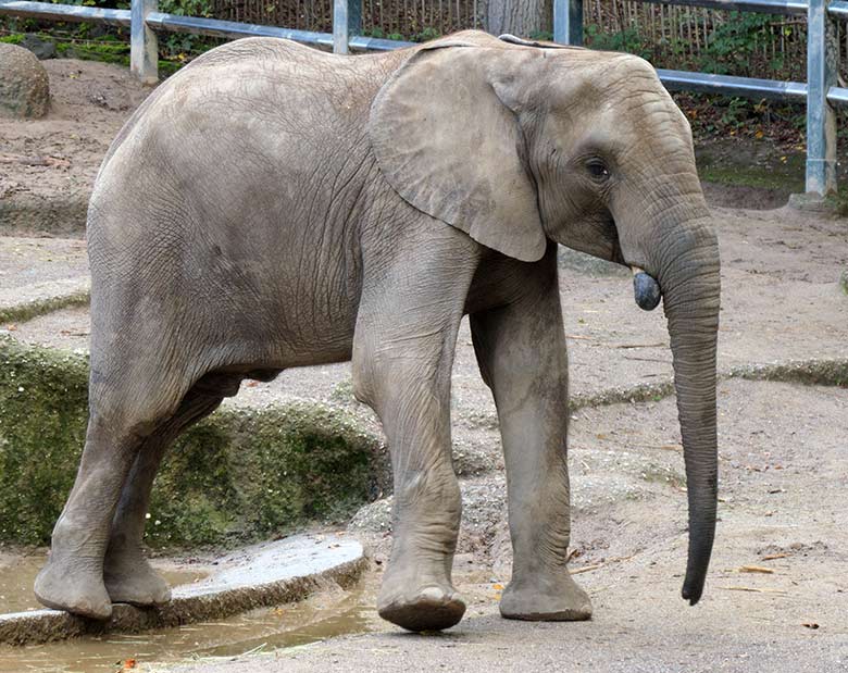 Afrikanischer Elefanten-Jungbulle JOGI am 10. Oktober 2020 auf der großen Außenanlage am Elefanten-Haus im Grünen Zoo Wuppertal