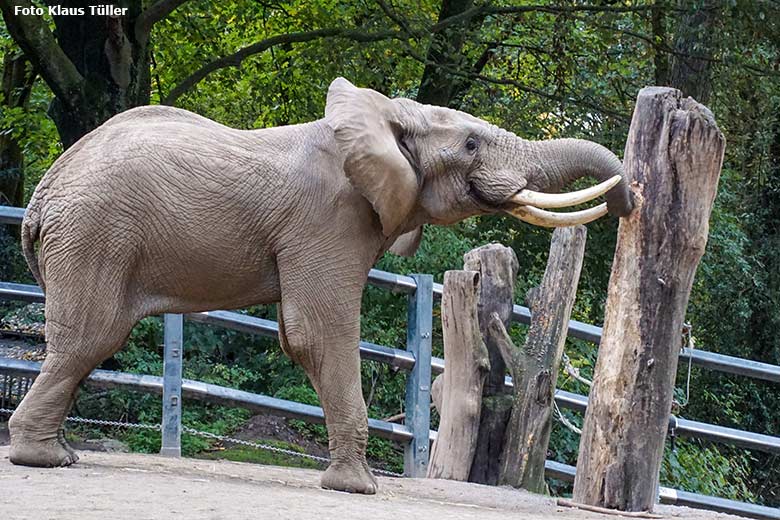 Afrikanischer Elefanten-Bulle TOOTH am 10. Oktober 2020 allein auf der großen Außenanlage am Elefanten-Haus im Grünen Zoo Wuppertal (Foto Klaus Tüller)
