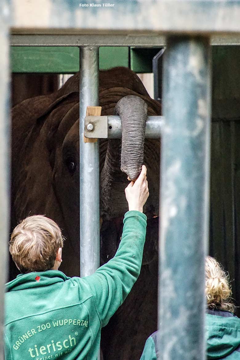 Afrikanischer Elefanten-Jungbulle JOGI am 10. Oktober 2020 beim Kisten-Training im Transport-Container auf der sogenannten Bullen-Außenanlage am Elefanten-Haus im Wuppertaler Zoo (Foto Klaus Tüller)
