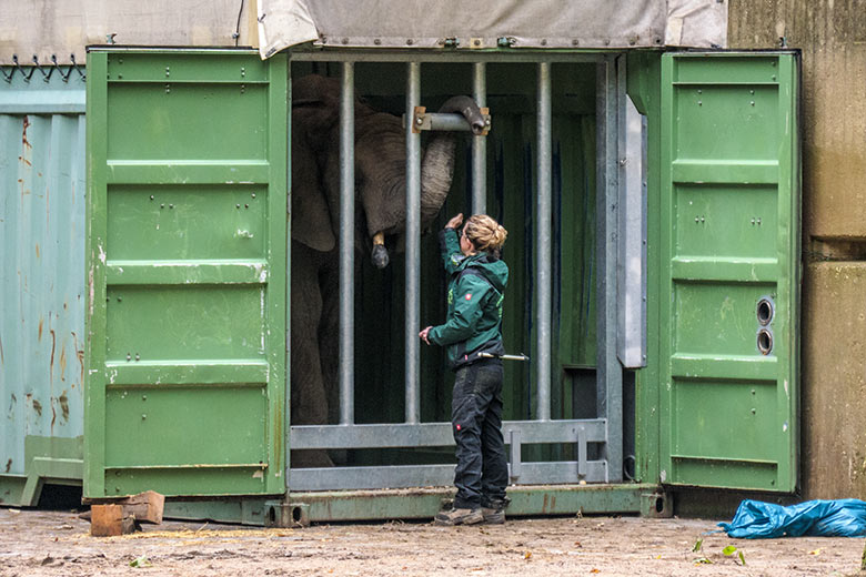 Afrikanischer Elefanten-Jungbulle JOGI am 11. Oktober 2020 beim Kisten-Training im Transport-Container auf der Bullen-Außenanlage am Elefanten-Haus im Zoologischen Garten Wuppertal
