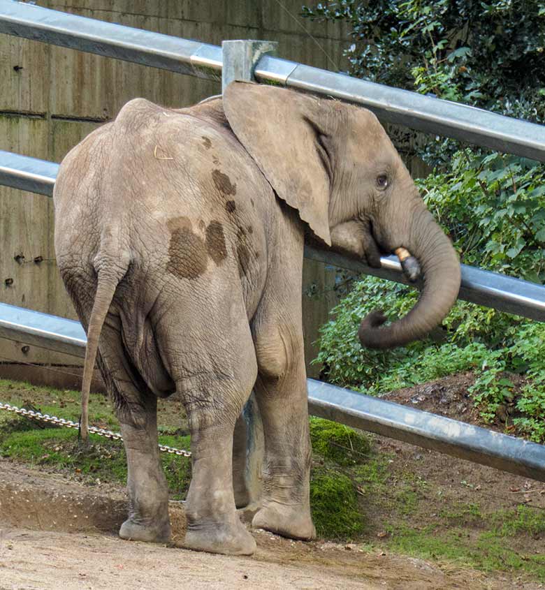 Afrikanischer Elefanten-Jungbulle JOGI am 11. Oktober 2020 auf der großen Außenanlage am Elefanten-Haus im Grünen Zoo Wuppertal
