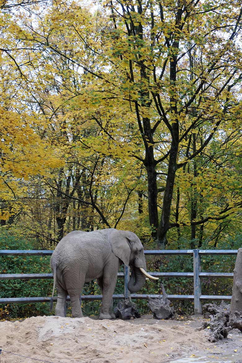 Afrikanischer Elefanten-Bulle TOOTH am 24. Oktober 2020 auf der Bullen-Außenanlage im Grünen Zoo Wuppertal