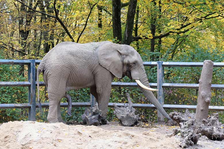 Afrikanischer Elefanten-Bulle TOOTH am 24. Oktober 2020 auf der Bullen-Außenanlage im Zoologischen Garten Wuppertal