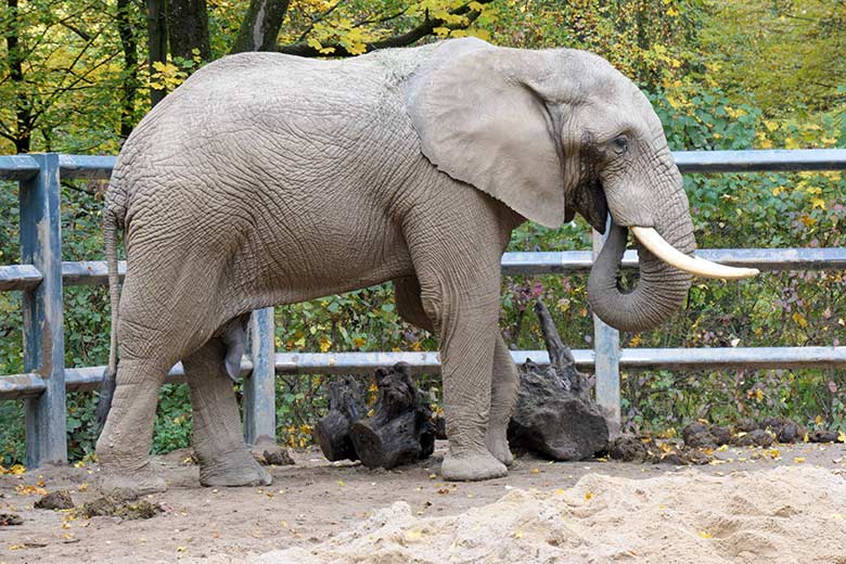 Afrikanischer Elefanten-Bulle TOOTH am 24. Oktober 2020 auf der Bullen-Außenanlage im Wuppertaler Zoo
