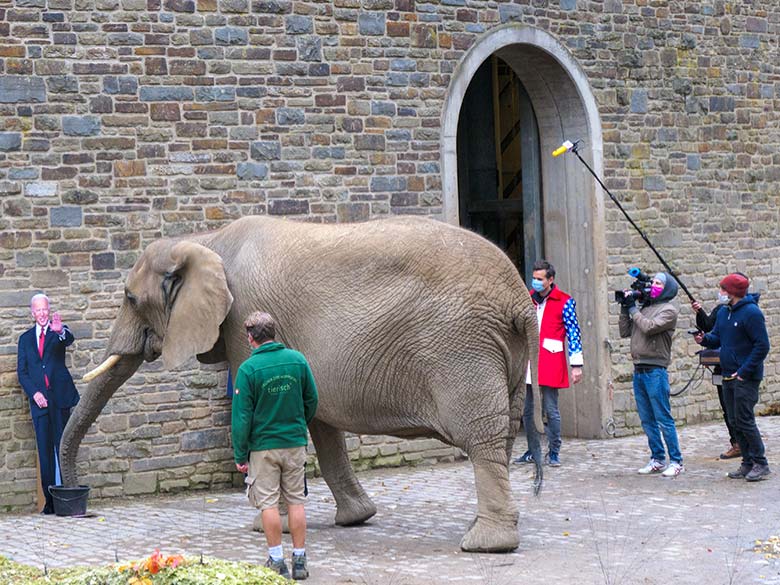 Die Afrikanische Elefanten-Kuh SABIE entschied sich am 27. Oktober 2020 am Elefanten-Haus im Wuppertaler Zoo für den Präsidentschafts-Kandidaten Biden