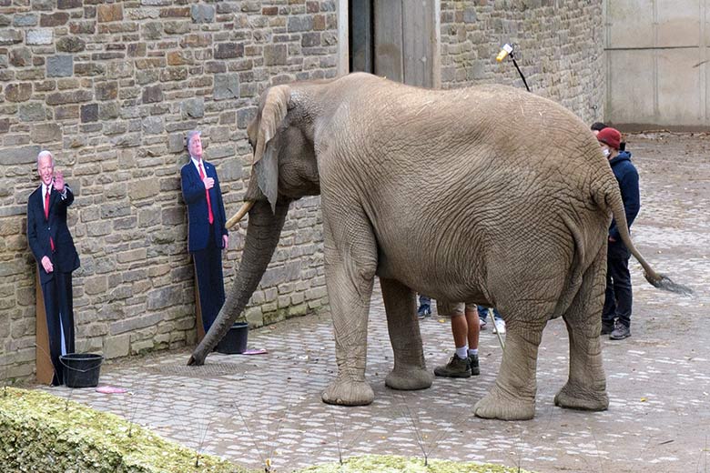 Präsidentschafts-Kandidaten Biden und Trump vor der Afrikanischen Elefanten-Kuh SABIE am 27. Oktober 2020 am Elefanten-Haus im Wuppertaler Zoo