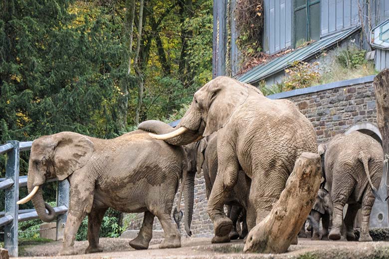 Afrikanische Elefanten-Kuh SWENI und Elefanten-Bulle TOOTH mit der Elefanten-Herde am 28. Oktober 2020 auf der Außenanlage am Elefanten-Haus im Grünen Zoo Wuppertal